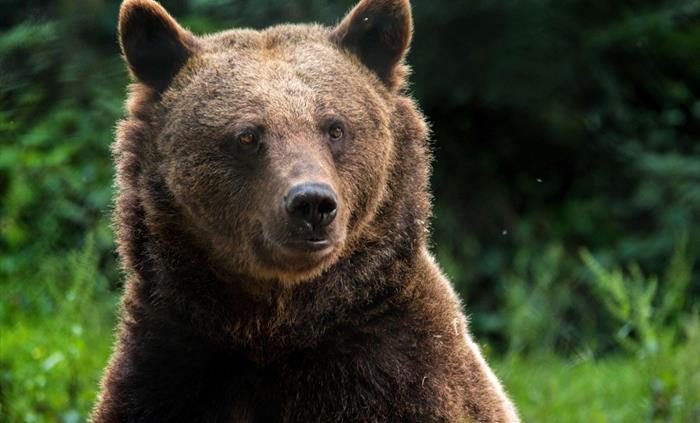 Eurasian Brown Bear